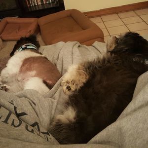 Meet your Posher, Shannon